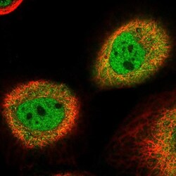 NSFL1C Antibody, Novus Biologicals:Antibodies:Primary Antibodies